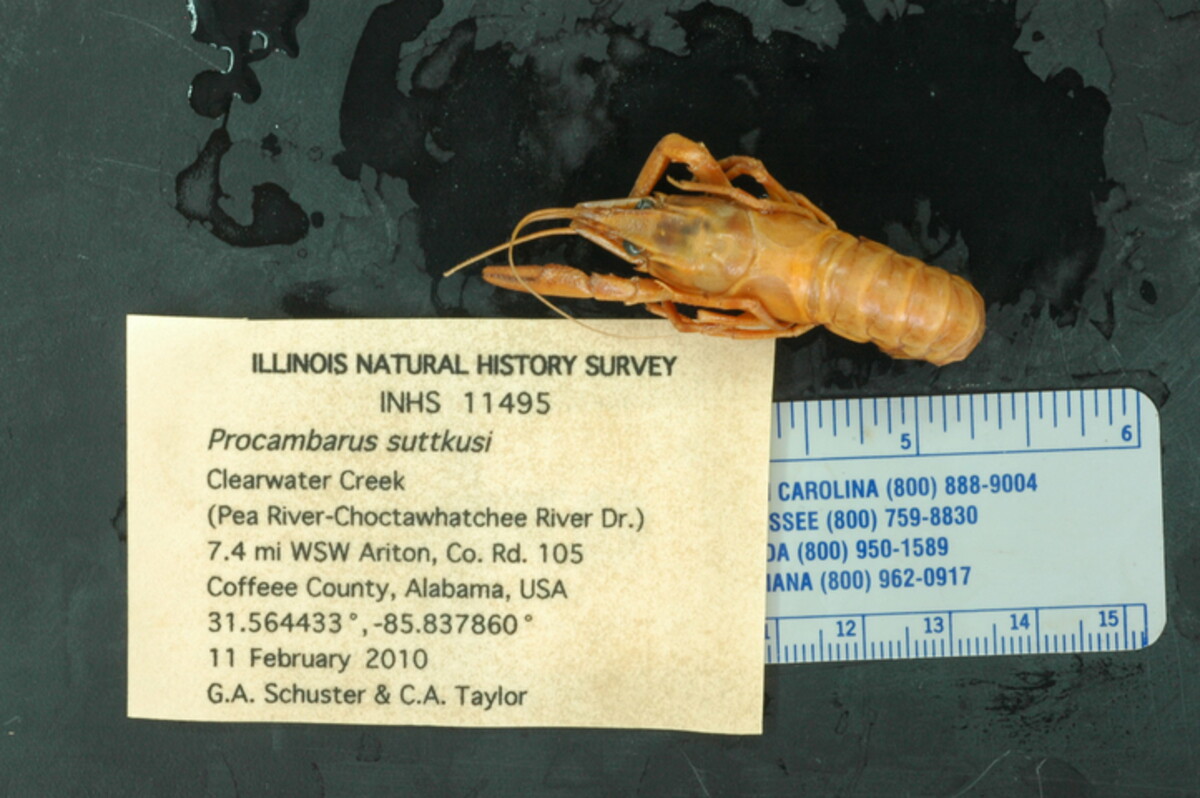 Procambarus suttkusi image